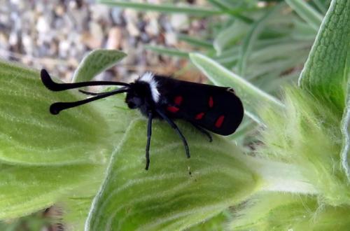 Zygaena lavandulae